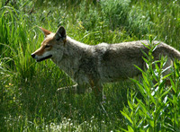 Coyote - Yellowstone