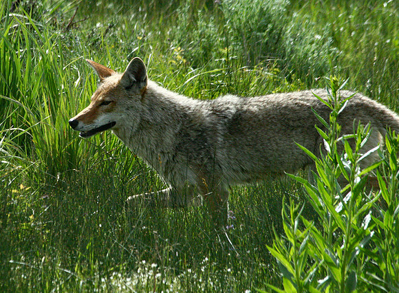 Coyote - Yellowstone