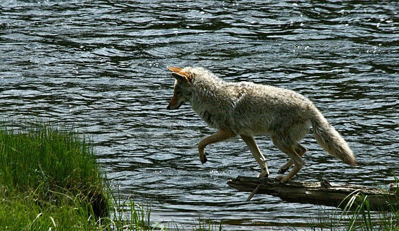 Coyote - Yellowstone