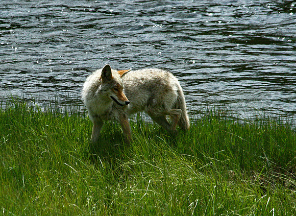 Coyote - Yellowstone