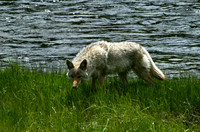 Coyote - Yellowstone