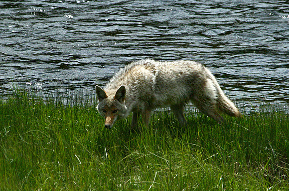Coyote - Yellowstone