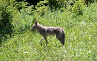 Coyote - Yellowstone