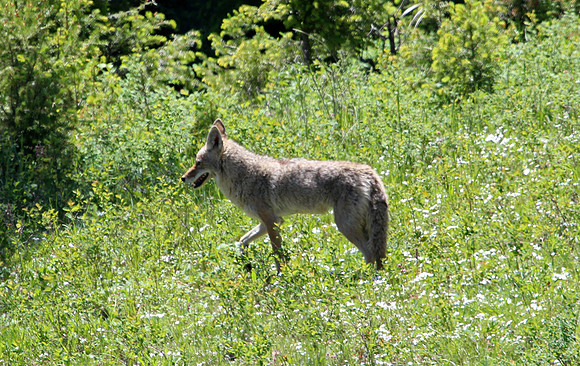 Coyote - Yellowstone
