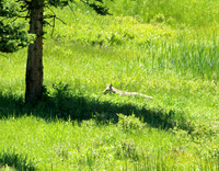 Coyote - Yellowstone