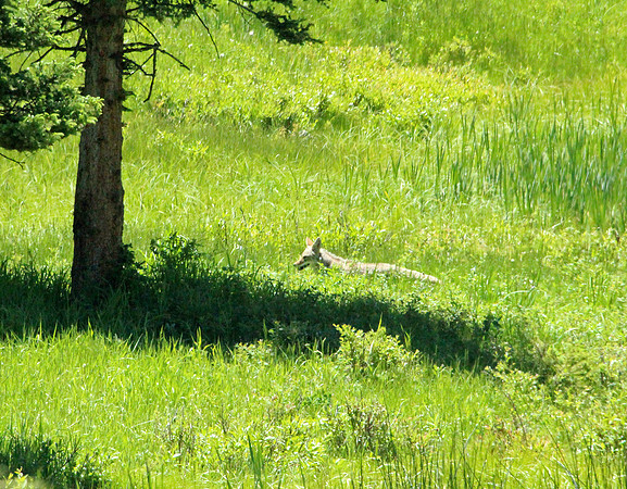 Coyote - Yellowstone