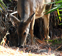 Doe - Smoky Mountains