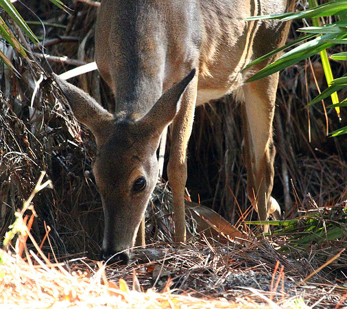 Doe - Smoky Mountains