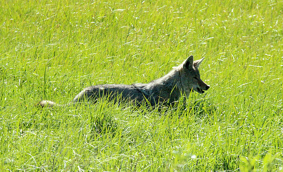 Coyote - Yellowstone