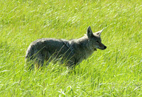 Coyote - Yellowstone