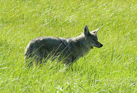 Coyote - Yellowstone
