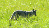 Coyote - Yellowstone