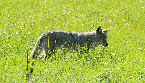 Coyote - Yellowstone