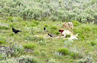 Coyote - Yellowstone