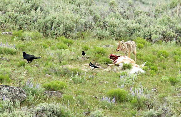 Coyote - Yellowstone
