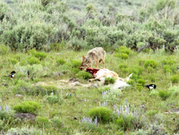 Coyote - Yellowstone