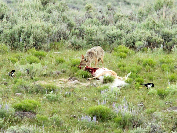 Coyote - Yellowstone