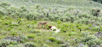 Coyote - Yellowstone