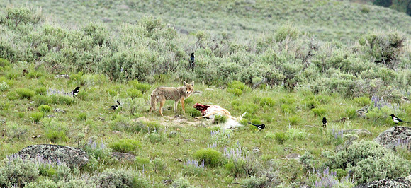 Coyote - Yellowstone