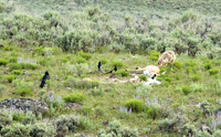 Coyote - Yellowstone