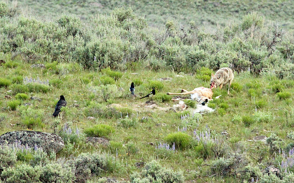 Coyote - Yellowstone