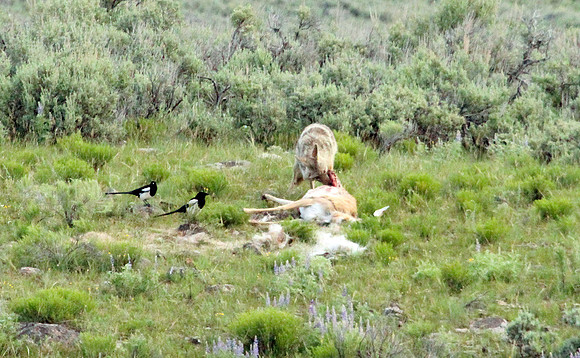Coyote - Yellowstone