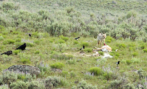 Coyote - Yellowstone