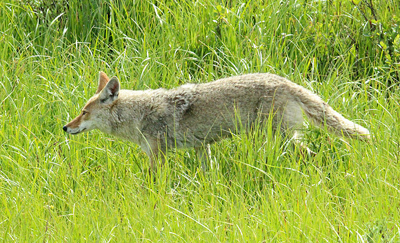 Coyote - Yellowstone