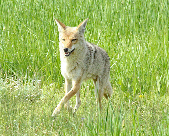 Coyote - Yellowstone