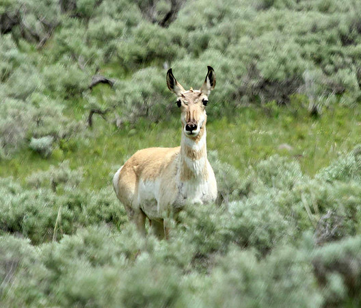 Pronghorn - Yellowstone