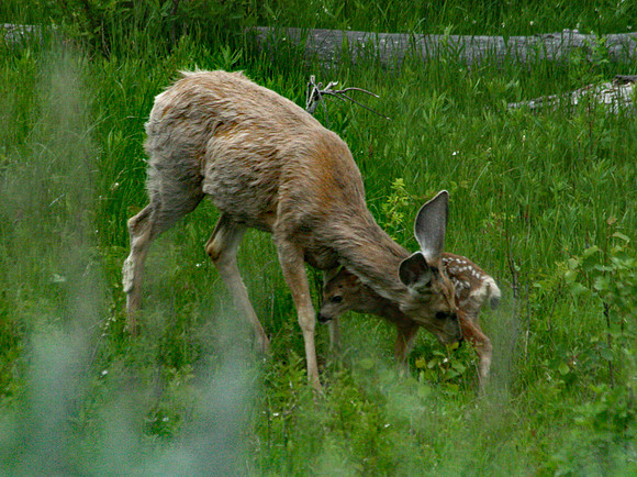 Doe and Fawn - Yellowstone