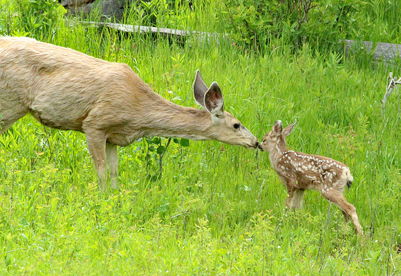 Doe and Fawn - Yellowstone