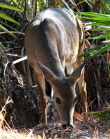 Doe - Smoky Mountains