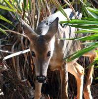 Doe - Smoky Mountains