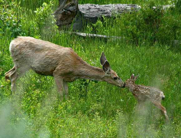 Doe and Fawn - Yellowstone