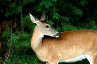 Doe - Smoky Mountains