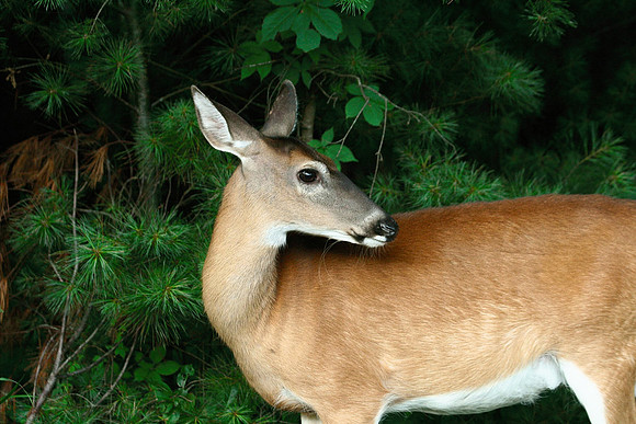 Doe - Smoky Mountains