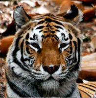 Big Cats