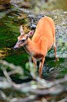 Doe - Smoky Mountains
