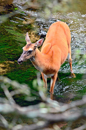 Doe - Smoky Mountains