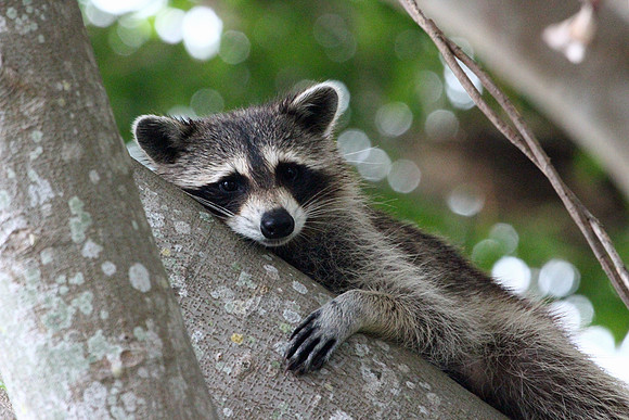 Raccoon