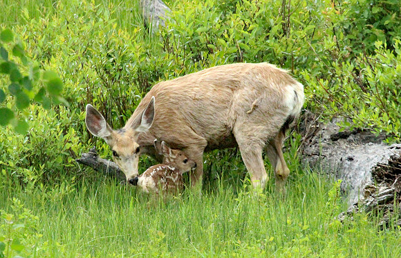 Doe and Fawn - Yellowstone