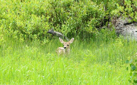 Fawn - Yellowstone