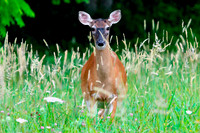 Doe - Smoky Mountains