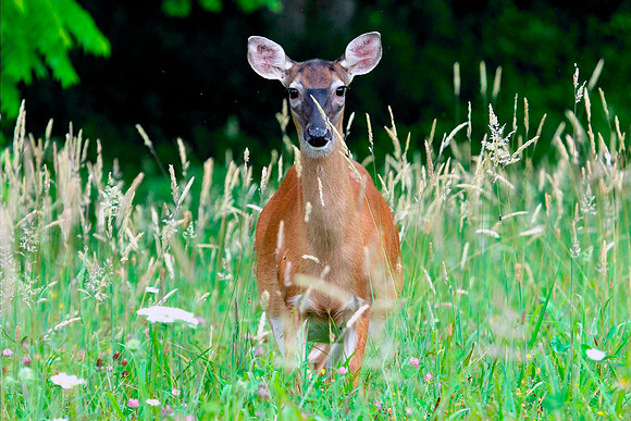 Doe - Smoky Mountains