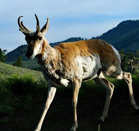 Pronghorn - Yellowstone
