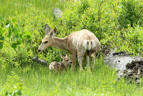 Doe and Fawn - Yellowstone