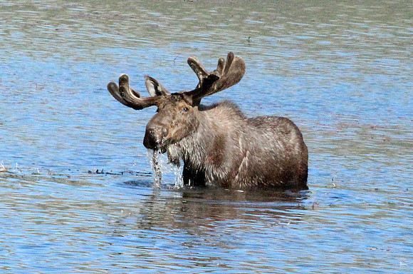Rocky Mountain NP