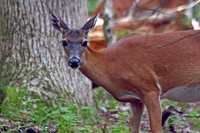 Doe - Smoky Mountains