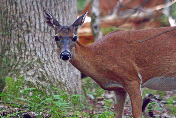 Doe - Smoky Mountains